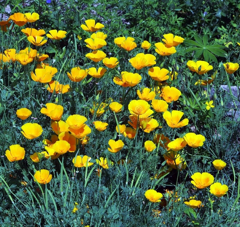 Bright Yellow Flowers on the Lawn Stock Image Image of lawn, bloom