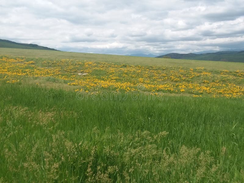 Bright Yellow stock image. Image of bright, yellow, idaho 130818569