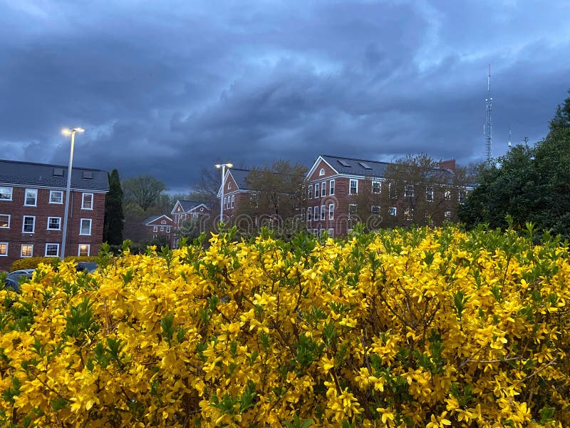 Bright Yellow Forsythia Flowers och Thunderstorm royaltyfria foton