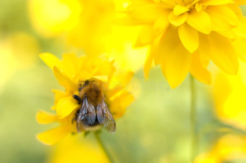 Bright yellow garden flower and bumblebee.