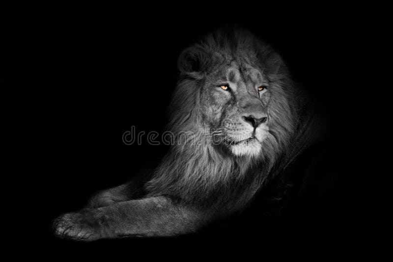 Bright yellow glowing eyes, discolored body on a black background. powerful lion male with a chic mane consecrated by the sun