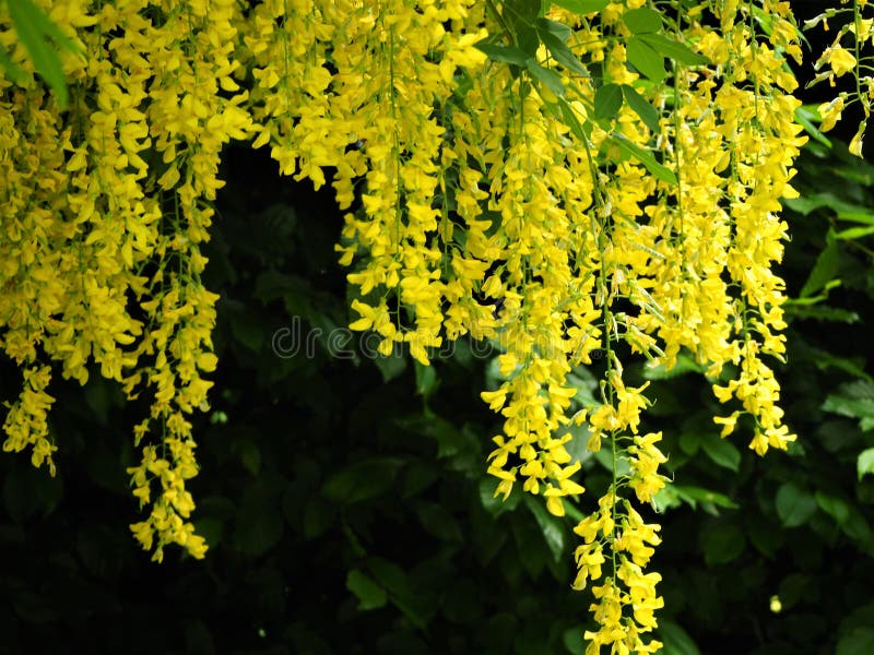Bright Yellow Laburnum Flowers Hanging from a Tree Stock Photo Image