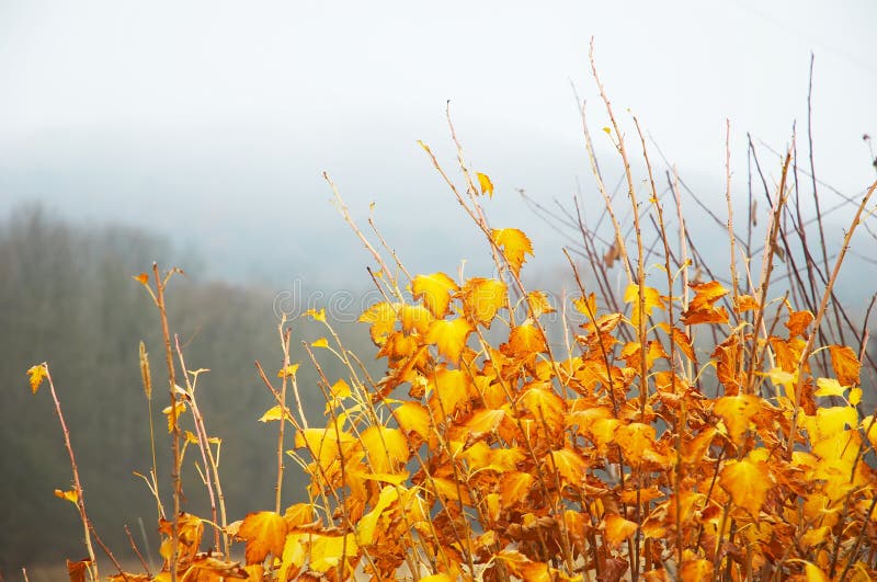 Bright yellow leaves