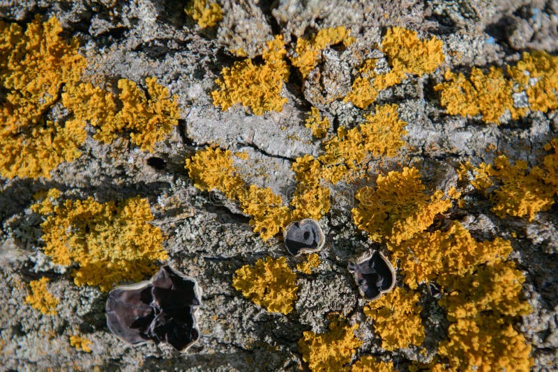 Bright Yellow Lichen and Mushrooms on the Bark Stock Photo - Image of ...