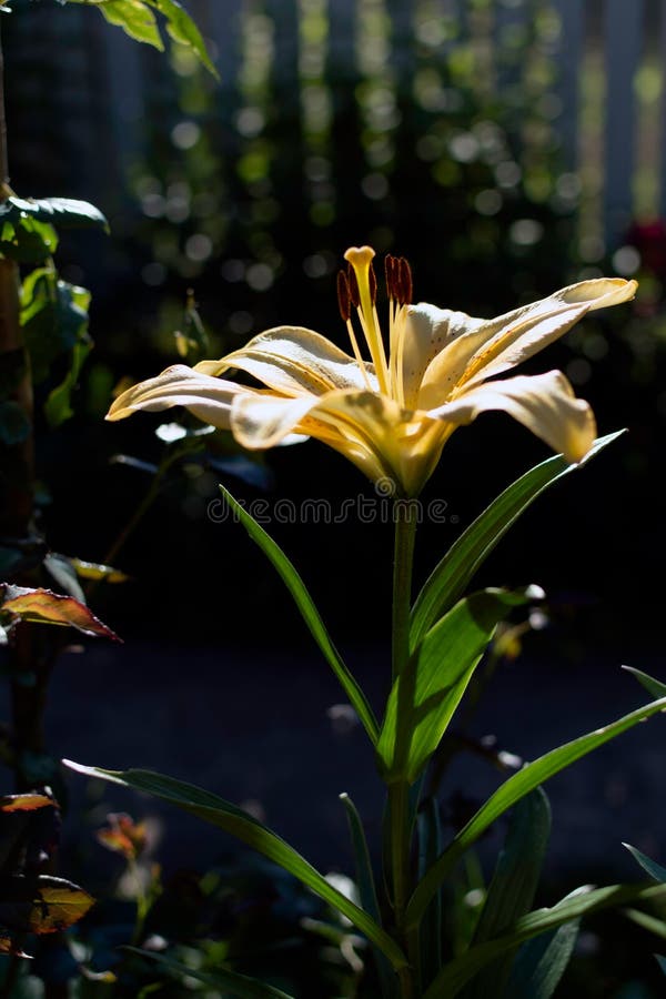 Bright yellow lily Lilium flower shadowed