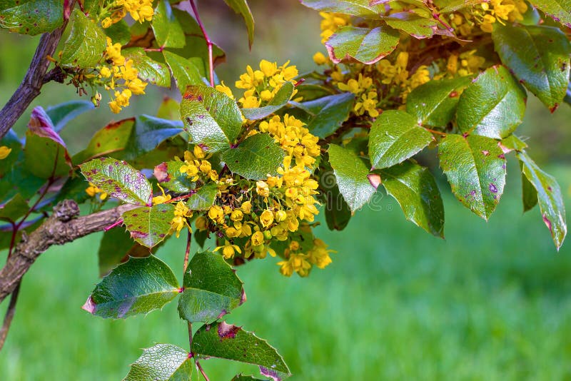Bright yellow Mahonia Aquifolium Pursh Nutt flowers bunch with green leaves in the garden in summer. royalty free stock photography Bright yellow Mahonia Aquifolium Pursh Nutt flowers bunch with green leaves in the garden in summer. royalty free stock photography