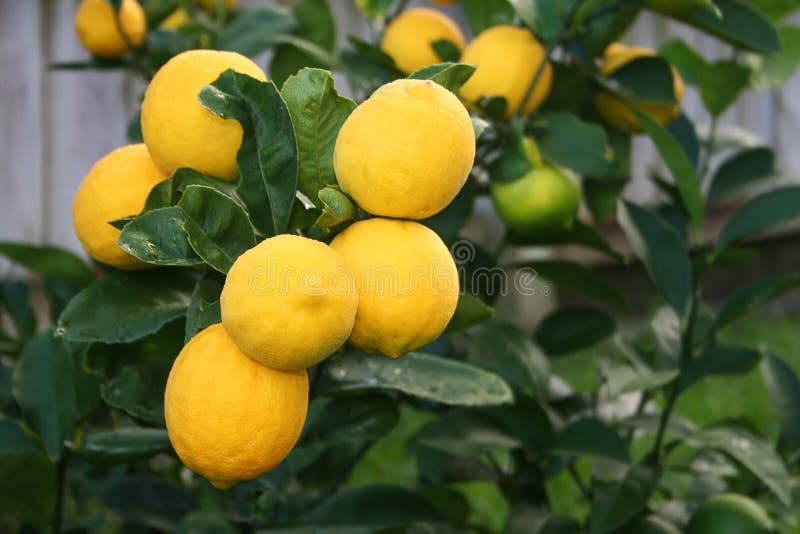 Bright Yellow Meyer Lemons stock images