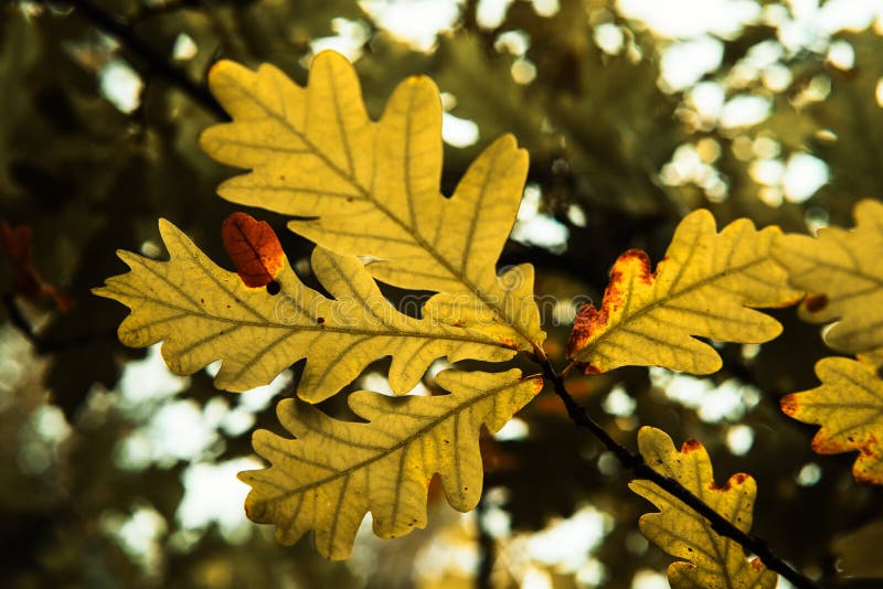 Bright Yellow Oak Leaves on the Branches in the Autumn Forest. Autumn