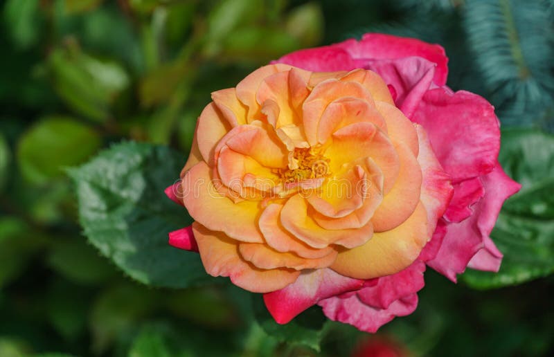 Bright Yellow Orange Rose with Red Edge Against the Greenery Background ...