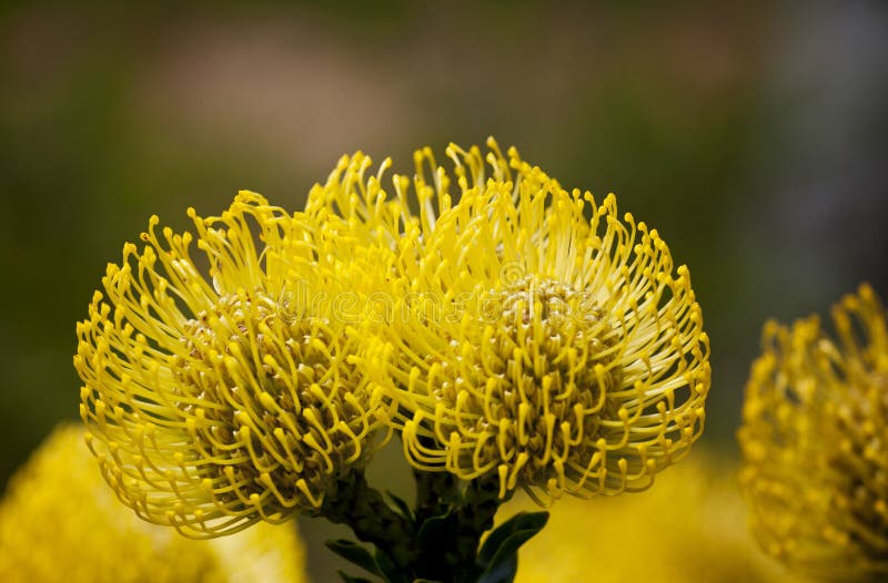 Bright Yellow Pincushion Proteas Stock Image Image of botanical