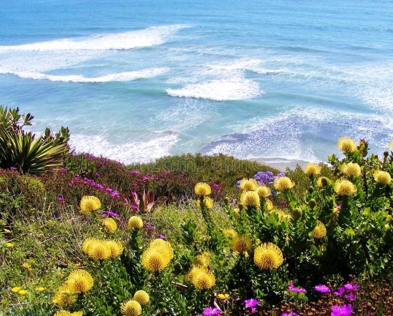 BRIGHT YELLOW AND PURPLE FLOWERS AGAINST BACKDROP OF BLUE OCEAN WAVES