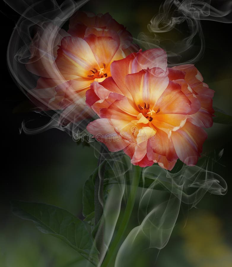 Bright yellow and red tulips on green background in curls of smoke. Close-up. Nature.