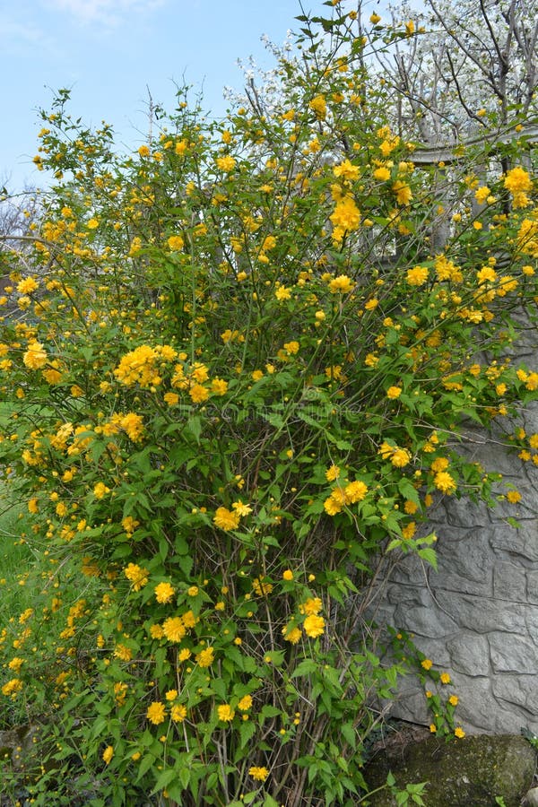 Bright Yellow Shaggy, Fluffy Flowers, Large Bushes Japanese Rose ...