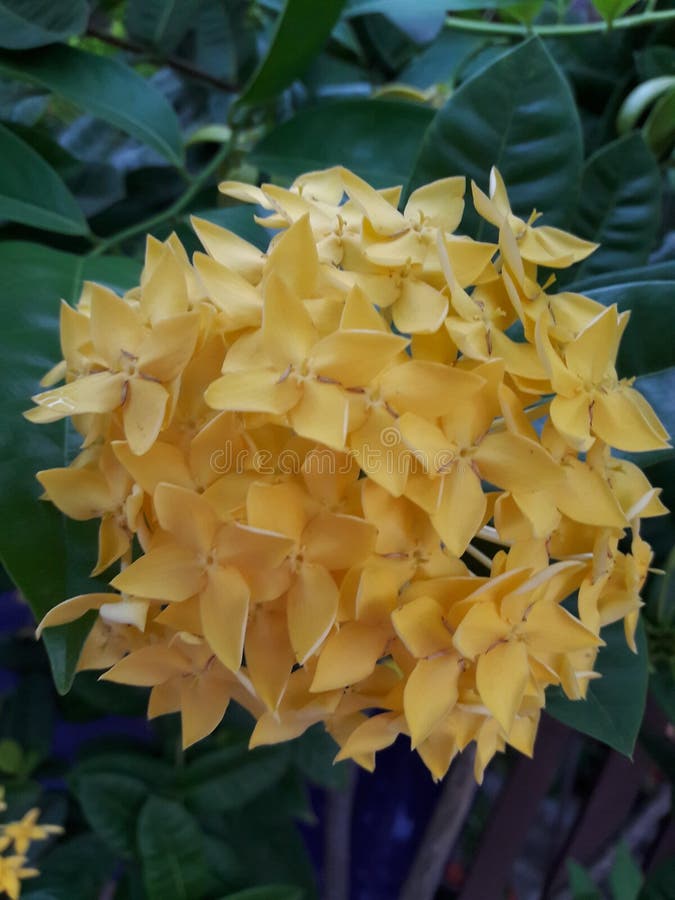 Bright Yellow Spike Flower stock image. Image of flower 113227005