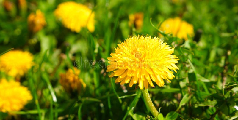 Bright yellow spring dandelions bloom on the lawn. Juicy green grass, yellow wildflowers. Bright sunlight. Blurred background.