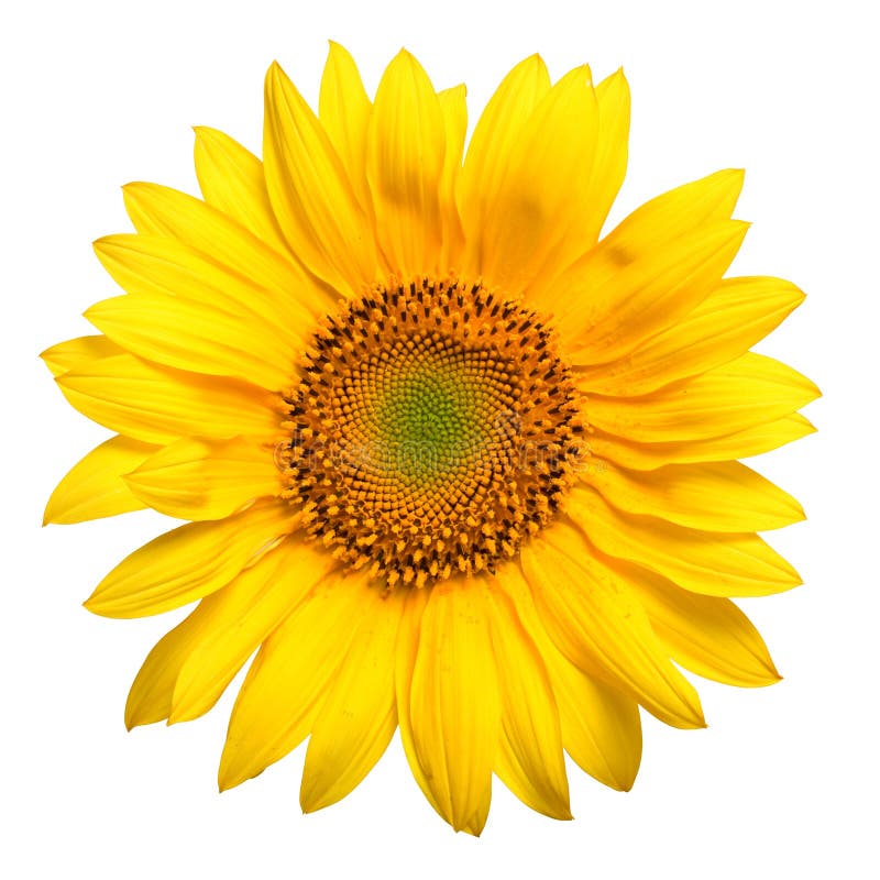 Bright yellow sunflower stock photos