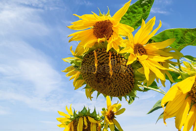 Bright Yellow Sunflower Against the Blue Sky with Clouds. Space for