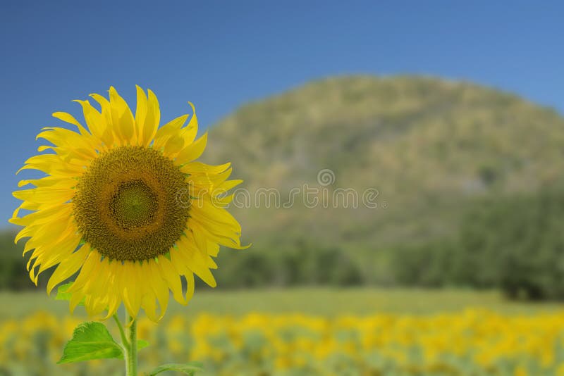 Bright Yellow Sunflower and Blue Sky Stock Image Image of blossom
