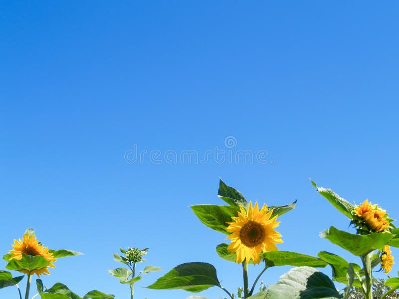 Bright yellow sunflower in full bloom