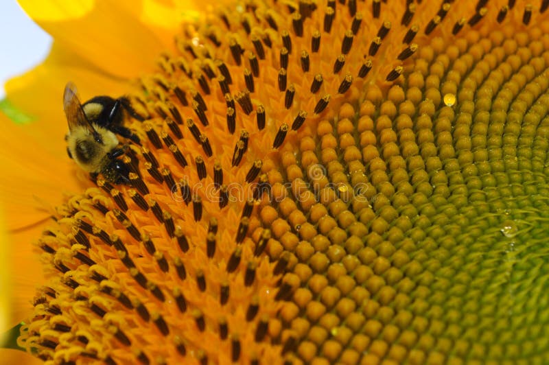 Bright yellow Sunflower with close up of a bee. Close up of vibrant yellow sunflower with a close up of a bumble bee on it stock image Bright yellow Sunflower with close up of a bee. Close up of vibrant yellow sunflower with a close up of a bumble bee on it stock image