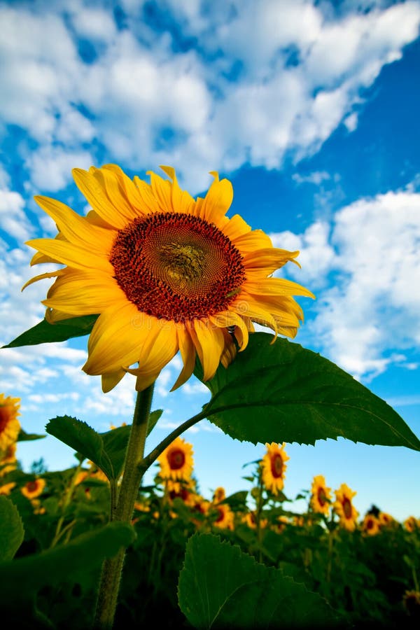 Bright yellow sunflowers