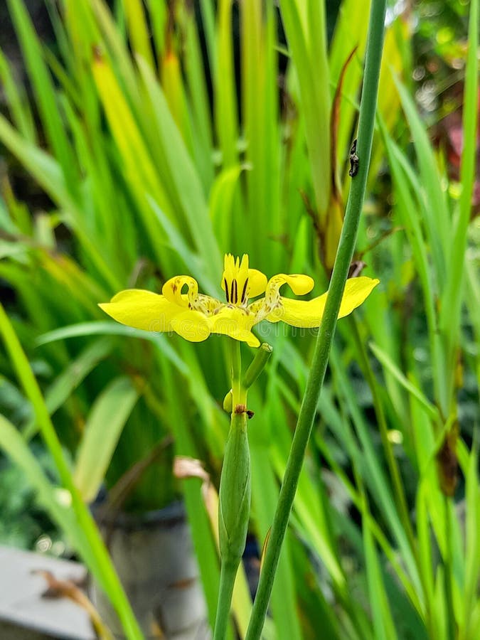 Bright yellow Trimezia bloom with delicate patterns, glowing in lush green surroundings. stock photo