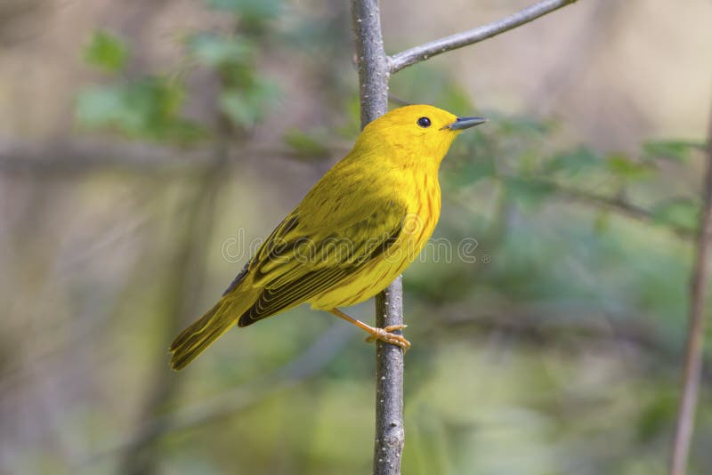 Bright Yellow Warbler Bird In A Wildlife Landscape With A