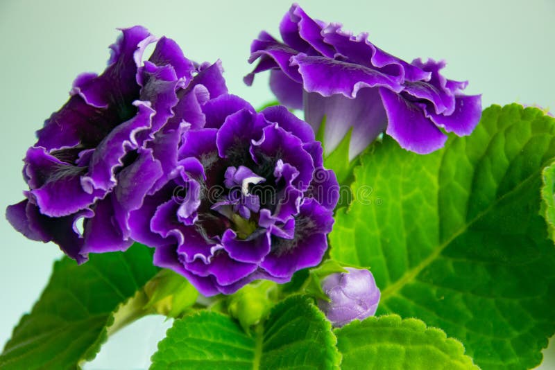 Brightly Blooming Home Flower - Purple Gloxinia Stock Image - Image of  plant, beauty: 153784895