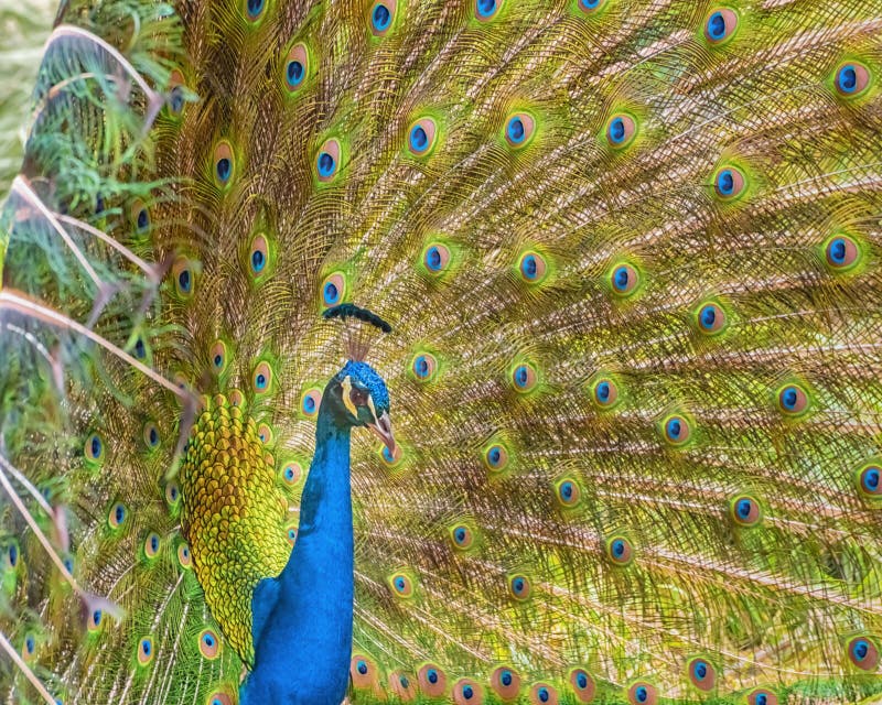 Brightly colored fanned tail of Indian peafowl. Indian peafowl, blue peafowl. Photo for interior