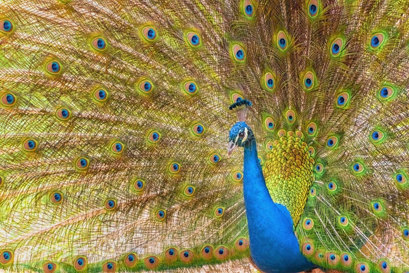Brightly colored fanned tail of Indian peafowl. Indian peafowl, the common peafowl, blue peafowl. Photo for interiour