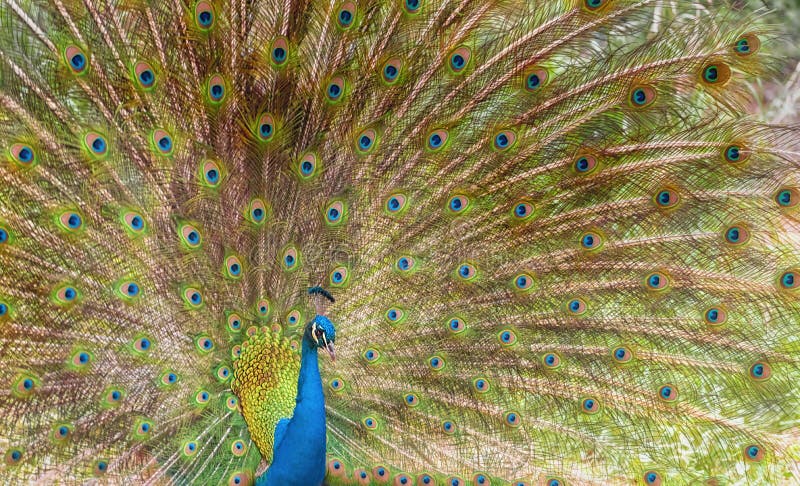 Brightly colored fanned tail of Indian peafowl. Indian peafowl, the common peafowl, blue peafowl. Indian peacock in full display