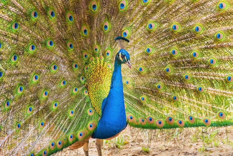 Brightly colored fanned tail of Indian peafowl. Indian peafowl, the common peafowl, blue peafowl