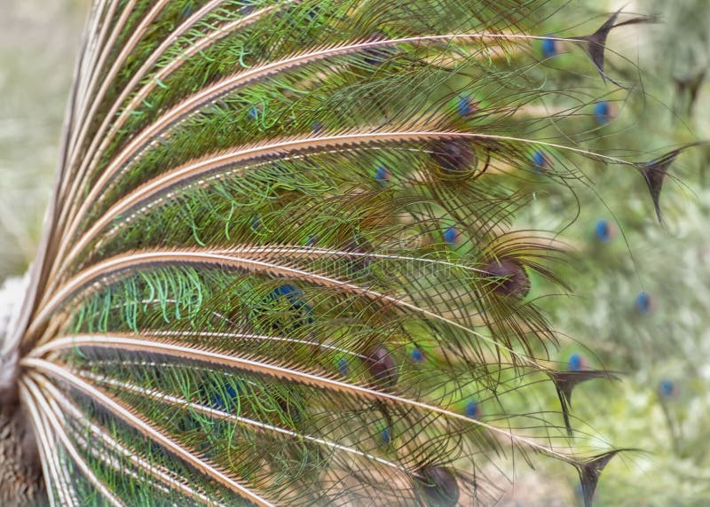 Brightly colored fanned tail of Indian peafowl. Side view