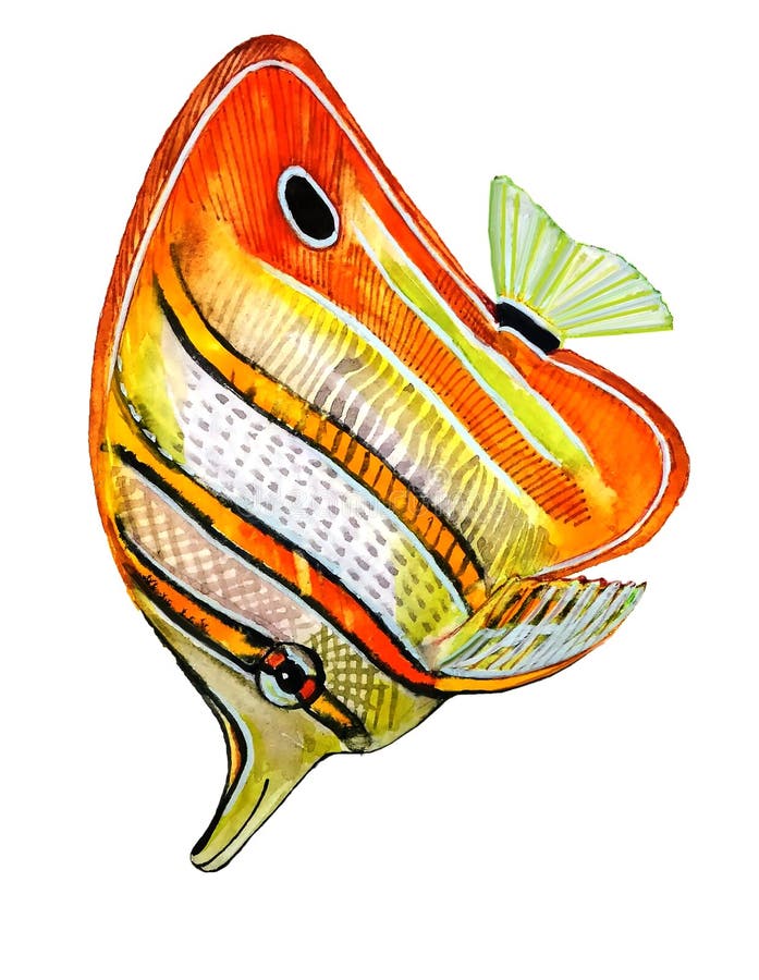 Brightly colored fish with orange stripes with a black outline