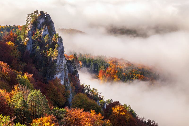 Brightly colored forests of mountain valley in the morning mist