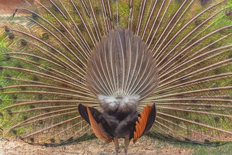 Brightly colored Indian peafowl, the common peafowl, blue peafowl with the fanned tail. Back view. Peacock dancing. Brightly colored Indian peafowl, the common peafowl, blue peafowl with the fanned tail. Back view. Peacock dancing