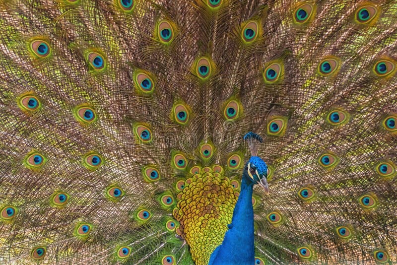 Brightly colored Indian peafowl, the common peafowl, blue peafowl with the fanned tail. Brightly colored Indian peafowl, the common peafowl, blue peafowl with the fanned tail