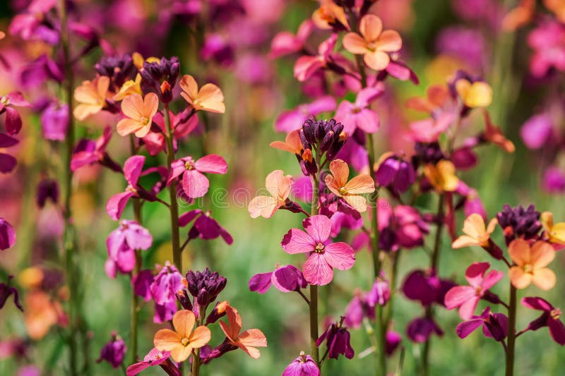 The Brightly Colored Spring Flowers of Erysimum Cheiri Cheiranthus ...