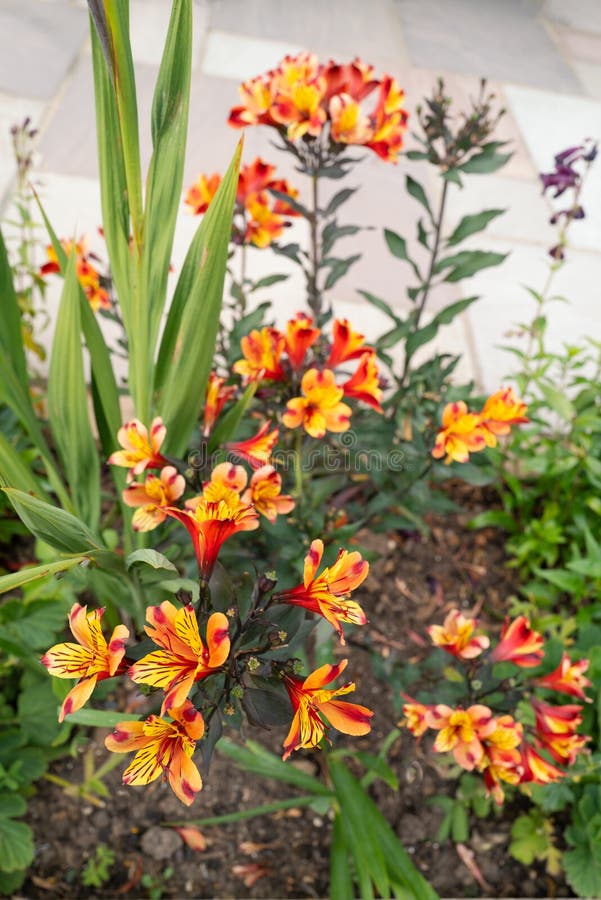 A brightly coloured yellow, orange and red Alstroemeria lily