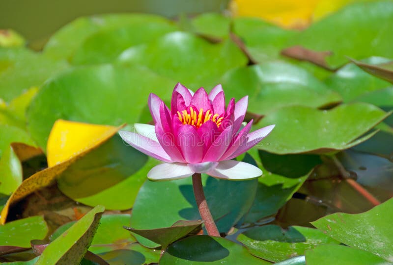 Brightly pink water lily