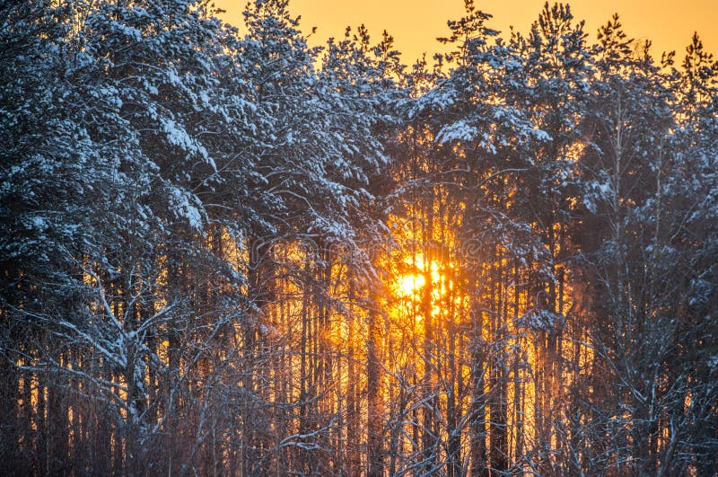 Brilho de Sun através das árvores do inverno