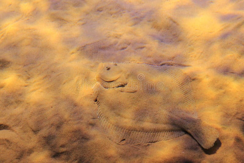 Brill fish stock images