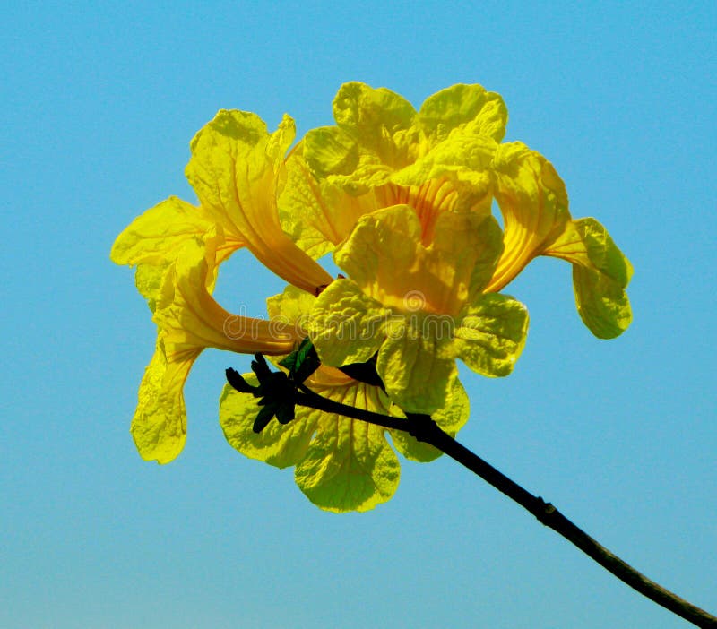Árbol De La Flor De Ipê, La Flor Nacional Del Brasil Foto de archivo -  Imagen de racimos, flor: 150608594