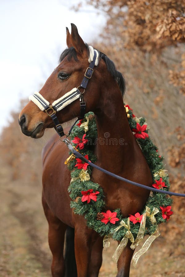 Head shot portrait of a christmas horse at rural scene against natural background