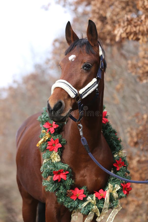 Head shot portrait of a christmas horse at rural scene against natural background