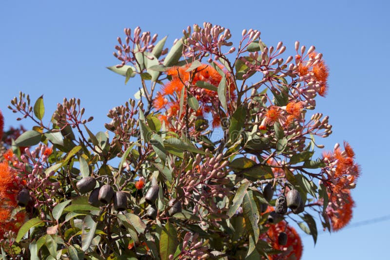 Brilliant Blossoms of Eucalyptus ficifolia West Australian scarlet flowering gum tree in early summer.