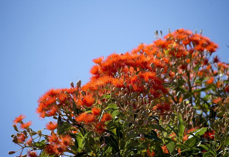 Brilliant Blossoms of Eucalyptus ficifolia West Australian scarlet flowering gum tree in early summer.