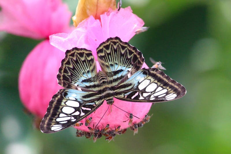 Brilliant delicate patterns Clipper Butterfly Thailand stock photo