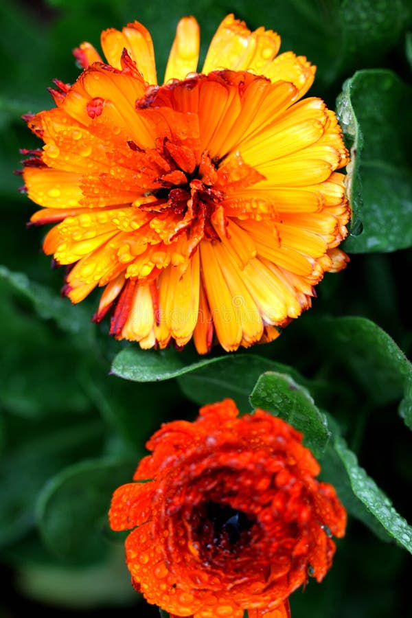 Brilliant Orange and Yellow Flowers Stock Image Image of macro, color