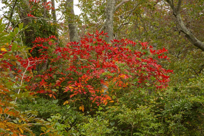 Brilliant Red Black Gum in Autumn Foliage